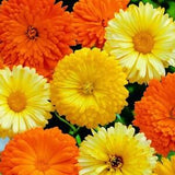 Annual | PACIFIC BEAUTY CALENDULA | 30-40 seeds | Attracts Bees & Pollinators | Fresh, Organic Seed