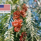 50 California Pepper Tree Seeds ( Schinus Molle ) - False Pepper Pink Pepper