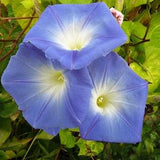 Morning Glory Dacappo light blue Flower Seed Pack - Flower Vine Seeds
