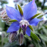 Blue Borage Flower Seeds Canada, Borago Officinalis, Hardy Annual Culinary Herb, Tea Seed Packet, Pollinator Garden, Container Gardening