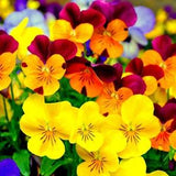 Pansy giant mixed seeds,code 255