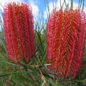 Red Swamp Banksia - Banksia occidentalis - Rare 'Plant' Seeds - Western Banksia, Red Wetland Brush, Red Sedge Banksia, Red Swamp Honeycomb