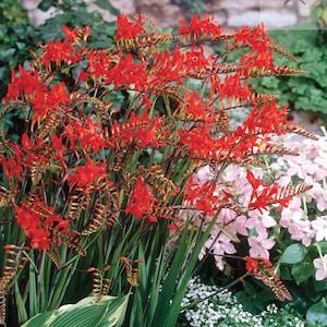 100 seeds RED Organic Crocosmia Lucifer,  - attracts hummingbird