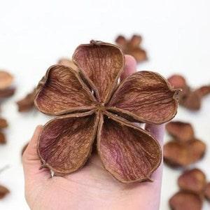 Land Lotus Flowers - Hibiscus Mutabilis - Perfect for Tropical and Bio-Active Terrariums - Provide Natural Enrichment