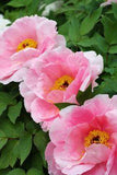 A Guide to Growing Peonies and Tree Peony on Gardenista Flower Delivery