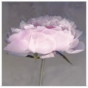 Jolie Poster Art Print, Peony Home Decor