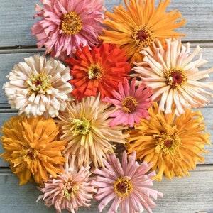 Giant Zinnia Cactus Mix SEEDS cut flower bouquet Dizzy Bees Urban Garden