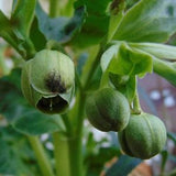 Green Hellebore (Helleborus foetidus)