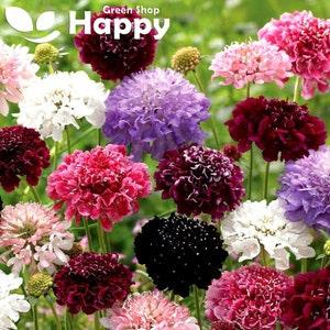 Pincushion Flower Double Dwarf Mix - 50 SEEDS - Scabiosa atropurpurea - Annual