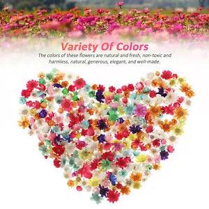 Variety pack of small dried flowers for epoxy resin crafting, multicolor assorted petals