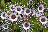 25 Seeds Purple Daisy Flowers Daisies Easy Grow Planting Garden