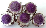 Lot of Five Real Dried Artichoke Flowers 4-5 Inches Wide on Natural Stems- Lot 8