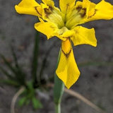 Hutton??s Cape Tulip (Moraea huttonii) An uncommon, hardy, very fragrant bulb - 20 seeds