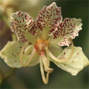 Bauhinia Semla Orchid Tree, B. Retusa, B. Roxburghiana 5 Seeds, Garden Flowering Landscape
