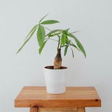 White Ceramic Orchid Planter