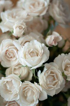 White Majolica Spray Roses Flower Delivery