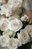 White Majolica Spray Roses Flower Delivery