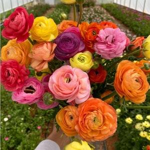 Ranunculus Mix corms, mixed variety of colors (Buttercup), perennial flowers, orange, white, pink, purple blooms