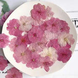 12PCS real Pressed cherry bloom Flower, natural color and dyed flower head FHT14
