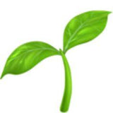 How To Care For Pilea Peperomioides Flower Delivery