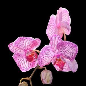 Orchid Cascade, orchids, flowers, flower art, wall art, botanical, tropical, nature