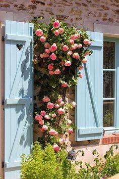TOP 25 des plus beaux rosiers du monde ! Flower Delivery