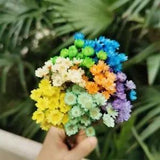 Natural Dried Brazil Star Flowers Eternal Floral Bouquet Wedding Decor 120Pcs