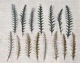 12pcs 8-13cm Natural Dried Phoenix Leaves Eternal Display Flower materials...