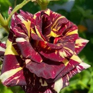 Florist's Tea Rose 'Abracadabra' - Rosa x hybrida - Rare 'Plant' Seeds - Rosa Abracadabra, Red-Yellow, Purple Rose, Sorcerer's Tea Rose