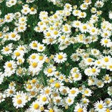 German Chamomile seeds 20 count
