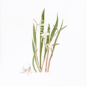 Brassavola Little Stars Orchid