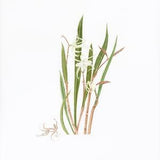 Brassavola Little Stars Orchid