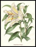White Lily - DIY Chart Counted Cross Stitch Patterns Needlework DMC Color
