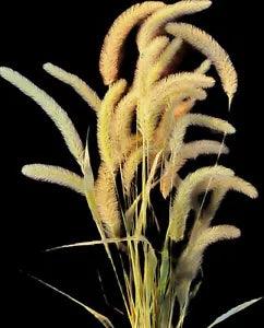 Giant Dried Midwest Foxtail Grass- 24 ct - Flower Arranging, Decor, Art, Nature