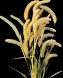 Giant Dried Midwest Foxtail Grass- 24 ct - Flower Arranging, Decor, Art, Nature