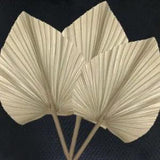 Dried Natural Flowers Palm Leaves - Dry Palms Fan Wall Hanging Decoration 2pcs