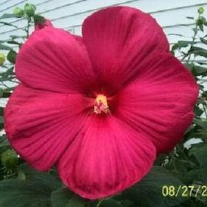 25 Grenache Vintage Hot PINK HARDY HIBISCUS Hibiscus Moscheutos Flower Seeds
