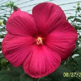 25 Grenache Vintage Hot PINK HARDY HIBISCUS Hibiscus Moscheutos Flower Seeds