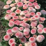 50+ BELLIS TASSO STRAWBERRIES & CREAM / ENGLISH DAISY FLOWER SEEDS AWARD WINNER!