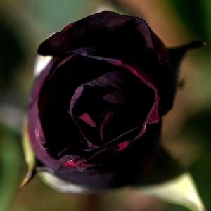 Black Rose Flower Seeds | Rare Black Rose Plant Seed | Black Rosaceae Rosa Seed Packet | Very Dark Red Rose Flower Seeds