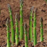 Vegetable - Asparagus ¡§C Uc 157 F2 - 40 Premium Quality Seeds