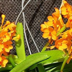 Orchid Vanda Ascocentrum miniatum Micro Miniature Exotic Tropical Hanging Plant