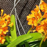Orchid Vanda Ascocentrum miniatum Micro Miniature Exotic Tropical Hanging Plant