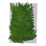 12x Pressed Dried Leaves Plant  for DIY Art Crafts  Card