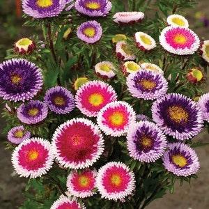 No1009 Aster Montezuma Mix Colormix 25 Seeds Zaden Callistephus