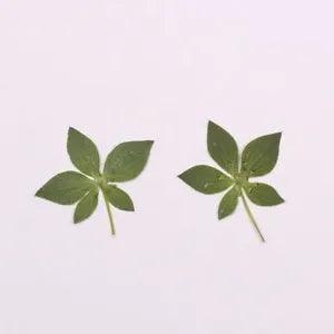 12PCS Real Pressed Dry leaf with stem for art, candle, handcraft FCD25