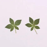 12PCS Real Pressed Dry leaf with stem for art, candle, handcraft FCD25
