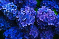 DIY : Comment stabiliser des fleurs et pr??server vos bouquets et v??g??taux Flower Delivery