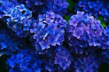 DIY : Comment stabiliser des fleurs et pr??server vos bouquets et v??g??taux Flower Delivery