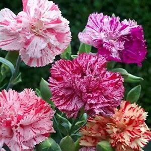 Double Picotee Mix Carnation Seeds | Non-GMO | New | Seed Store | 1251